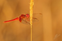 Vazka cervena - Crocothemis erythraea 1835